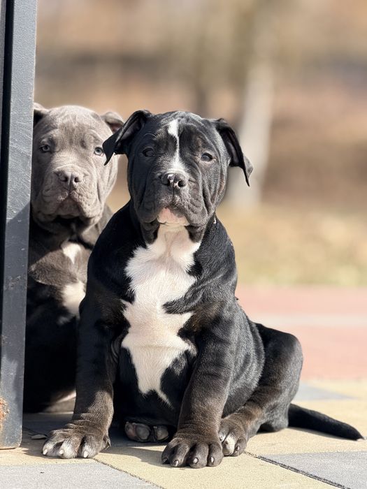 Цуценята American Bully XL шоу рівня