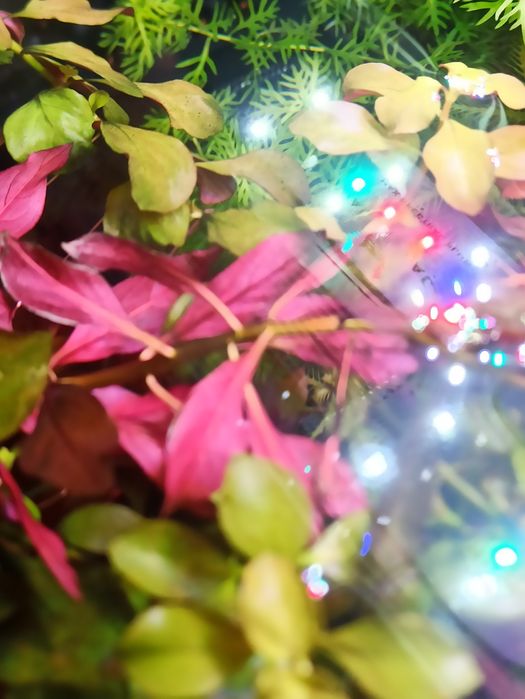 Аквариумные растения.Продам Людвигия болотная