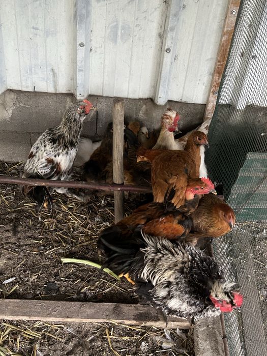 Galos e galinhas frisados e normais