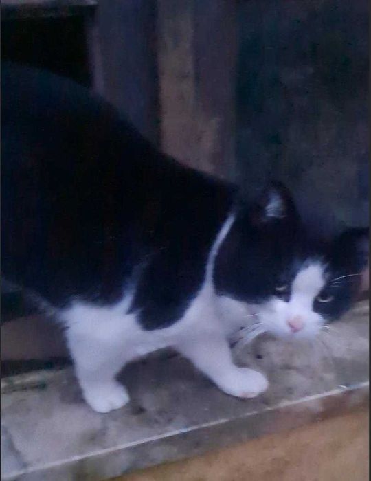 Gato Ronron - para adoção responsável ou FAT