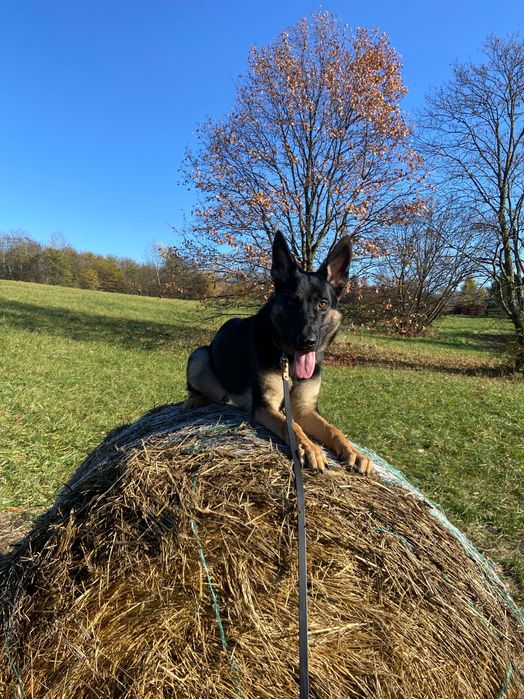 Trening psów Kraków