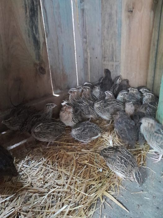 Przepiórki samiec/samica