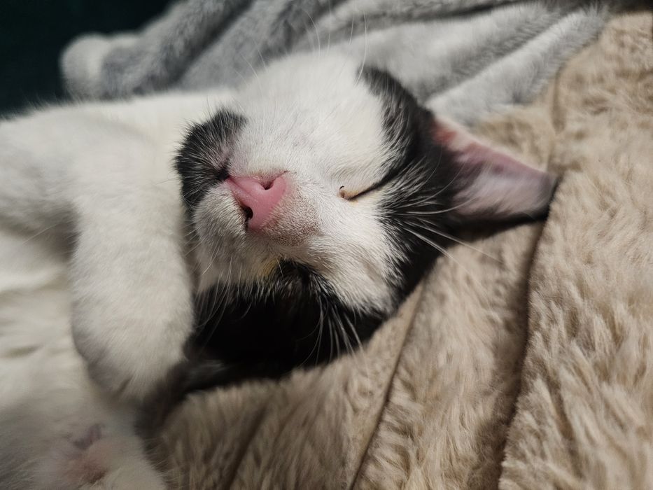 Cudna Tosia szuka kochającego domku