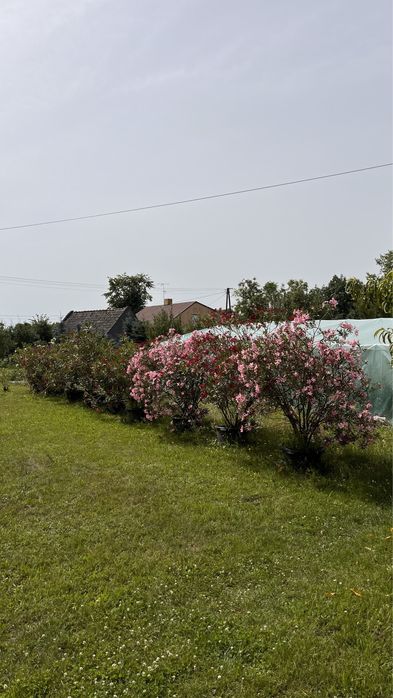 Oleander 10 letni 200-250cm