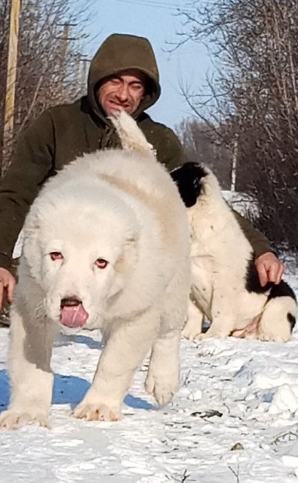 Щенки среднеазиатской овчарки, алабай-крупный мальчик.