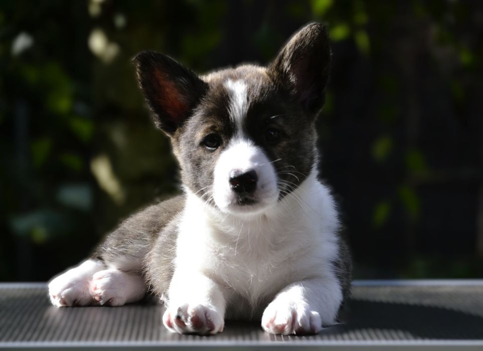 Welsh Corgi Cardigan  wyjątkowy chłopiec ZKwP FCI