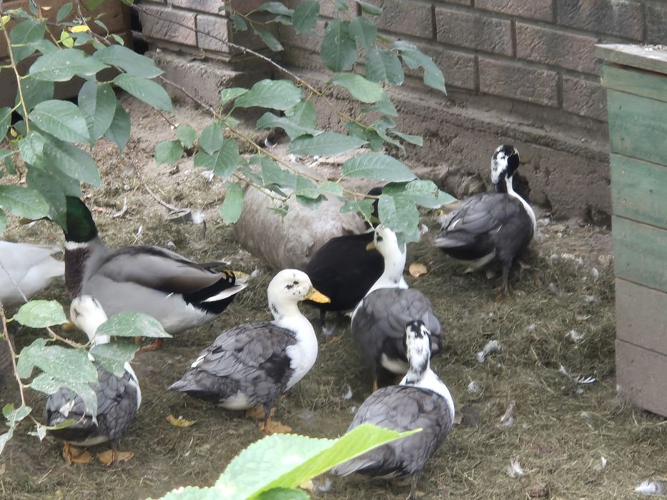 Kaczki call duck