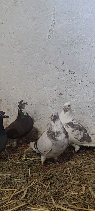 Sprzedam gołębie staropolskie