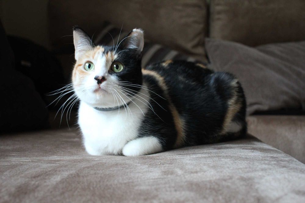 ESTERILIZADA | Gata jovem disponível para adoção responsável