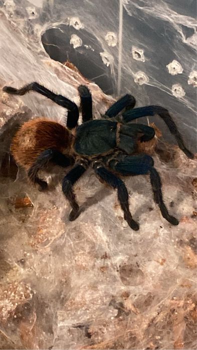 Samica chromatopelma cyaneopubescens