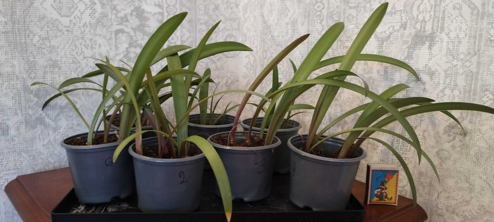 Сіянці амариліса Gervase * Dancing Queen . 1 рік 2 місяці