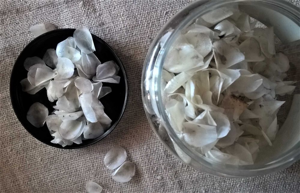 косточки  фруктовые   семечки