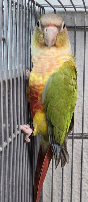 Pyrrhuras lindíssimas