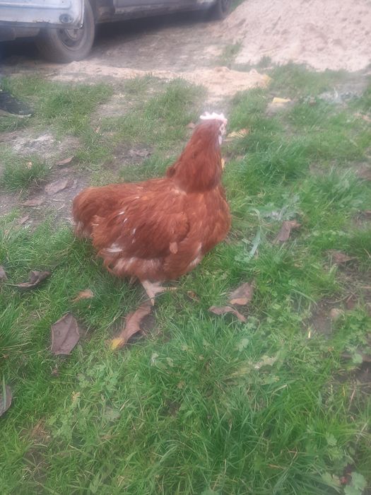 Kury Nioski z jajkiem