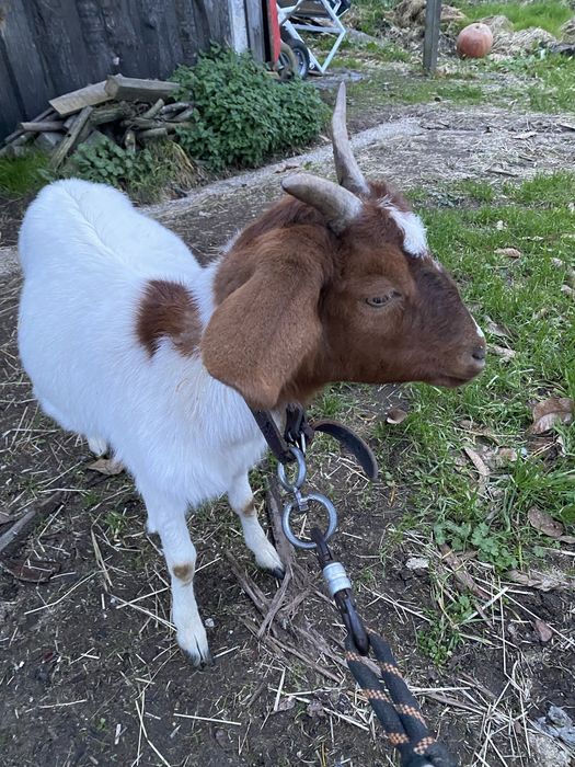 Cabras boer ( casal )