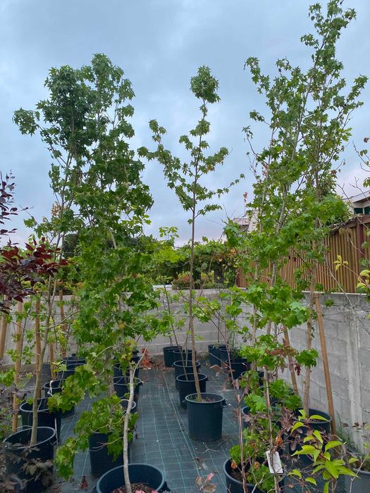 Liquidambar 3/4m434816781072486401