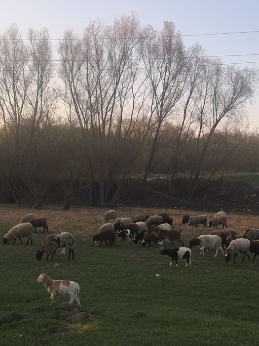 Вівці, барани,ягнята  крос дорпер