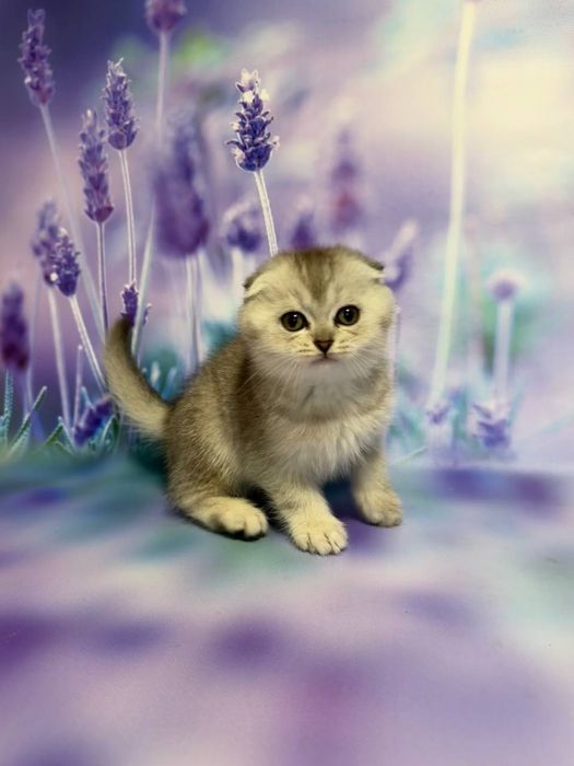 Висловухий хлопчик Фіма