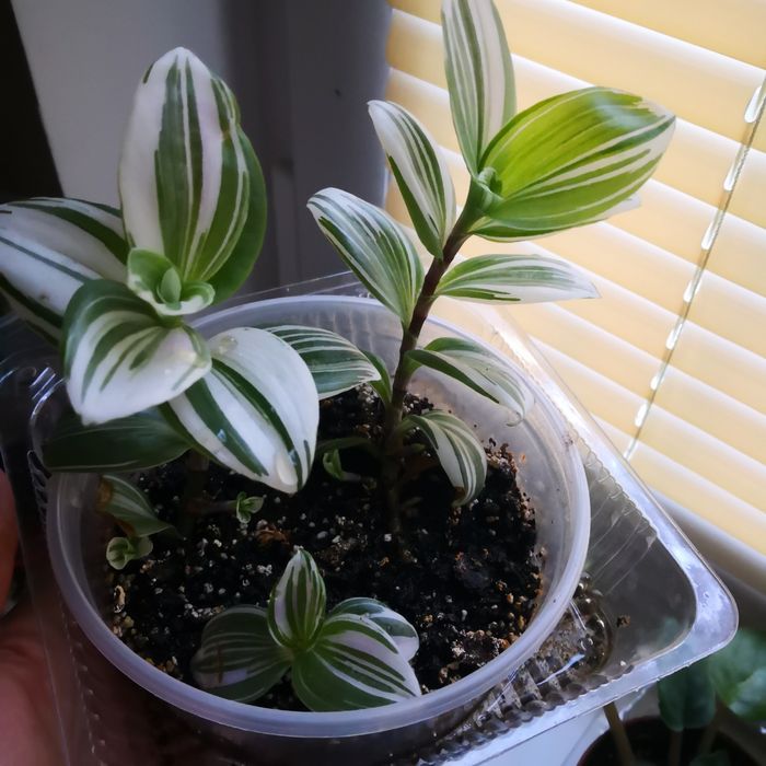 Традесканция укорененная