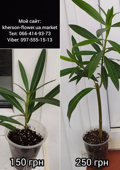 Олеандр Splendens Giganteum, цветок размером с ладонь