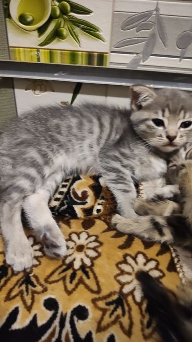 Кошенята в добрі руки