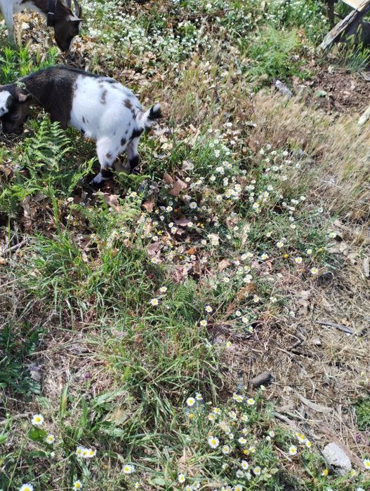 Cabrito anão para venda