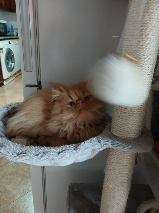 Gatinho Persa Laranja Vacinas e Chip