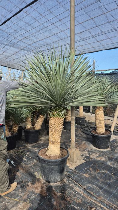Yucca rostrata.  Palma mrozoodporna.  Juka. Trachycarpus fortunei