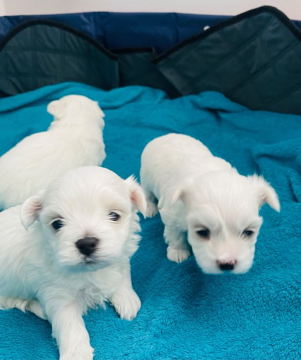 Maltańczyk mini sunia