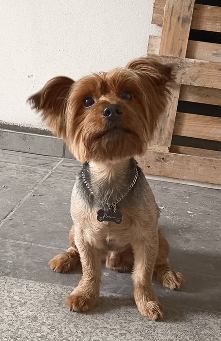 Yorkshire Terrier Macho para Acasalamento