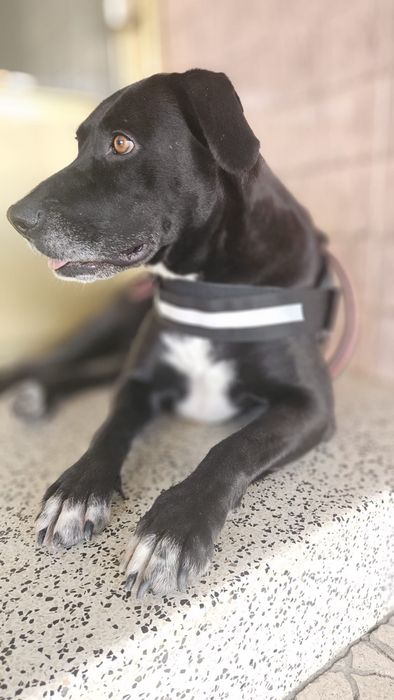 Cadela fêmea para adoção responsável