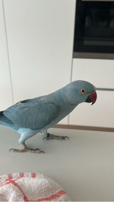 Passaro Ring Neck azul