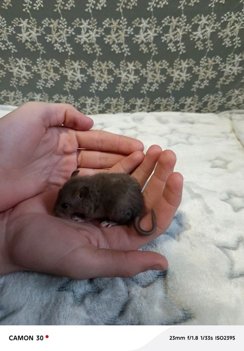 Крысята Реск и Дамбо