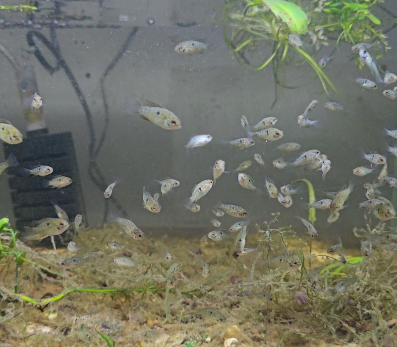 Laeracara araguaie (juvenis)