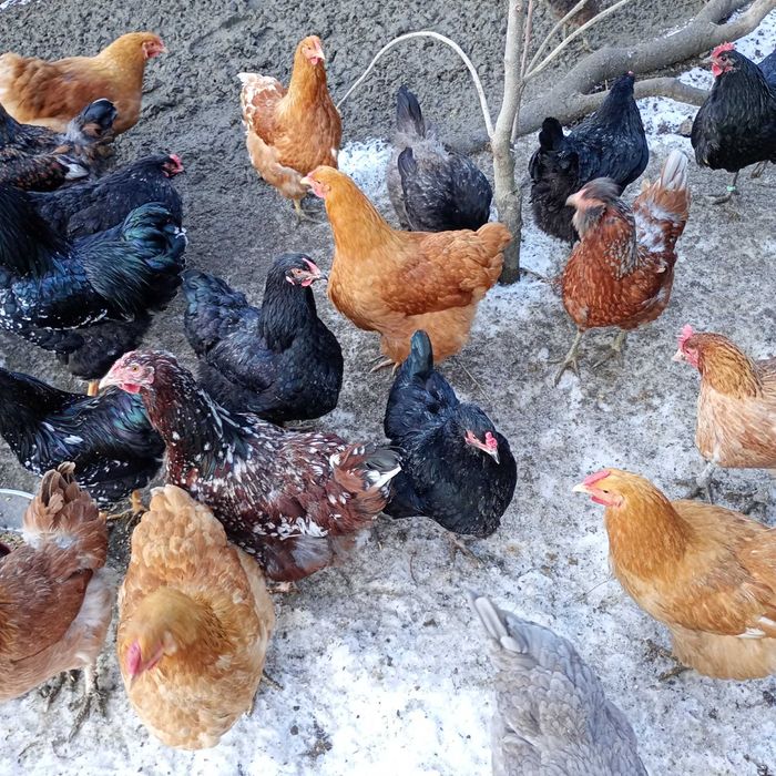 Jajka lęgowe od stada mieszanego