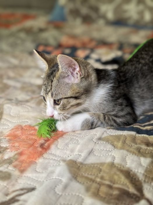 Подарю котенка, 3+ мес, есть выбор