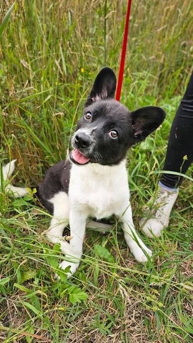 Żabka- do adopcji