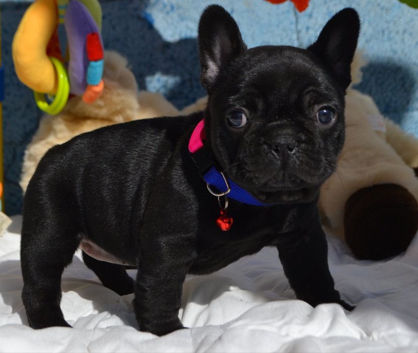 Неймовірна.   Дівчинка ,