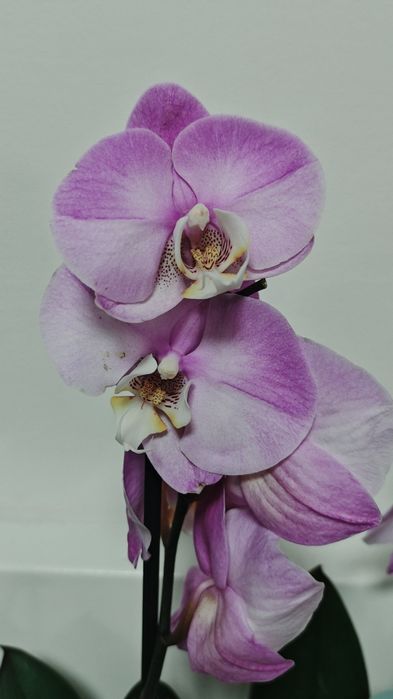 Орхідея фаленопсіс (перецвітає)