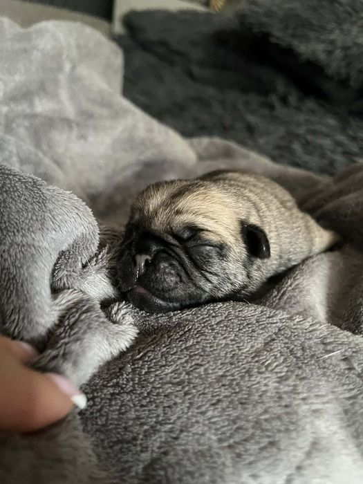 Mops pieseczek śliczny do rezerwacji