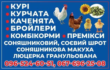 М'ясо яєчка,домінант курочка,ломан браун.