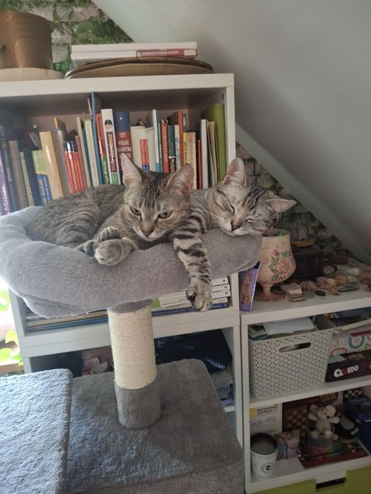 2 kochane przytulaśne kotki do adopcji