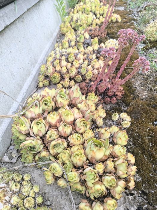 Rozchodnik dwa rodzaje