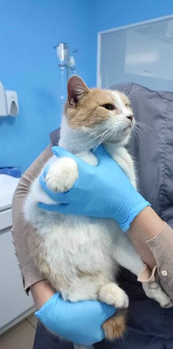 Кицьки стерилізовані, молоденькі