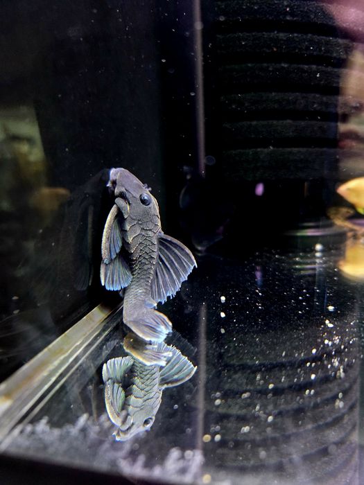 Zbrojnik L239 Baryancistrus beggini/ pleco (glonojad)