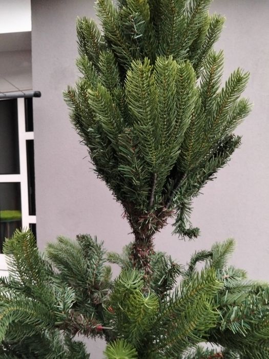 Pinheiro de natal