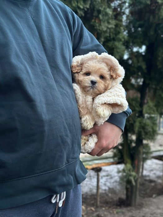 Пупсіки мальтіпу, мальтипу '