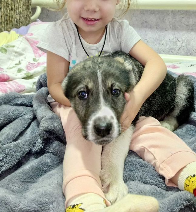 Продам щенков Аллабая