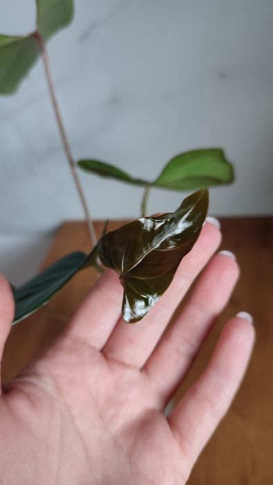 Anthurium portillae
