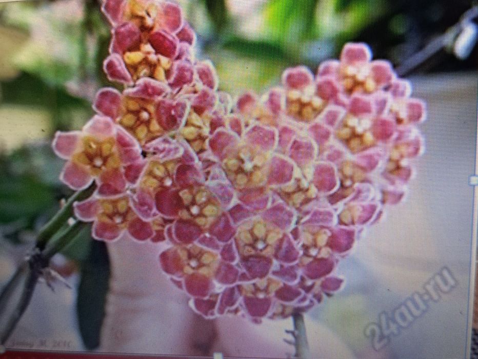 Хойя Грацилис.  Gracilis. Всё растение.